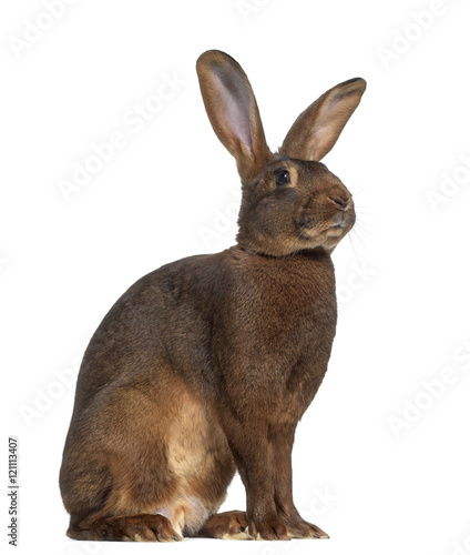 Canvas-taulu Side view of Belgian Hare isolated on white