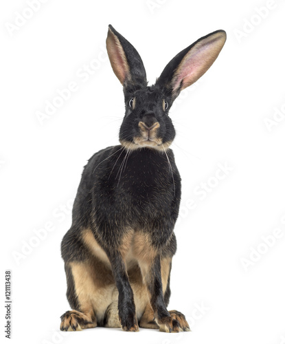Belgian Hare facing isolated on white