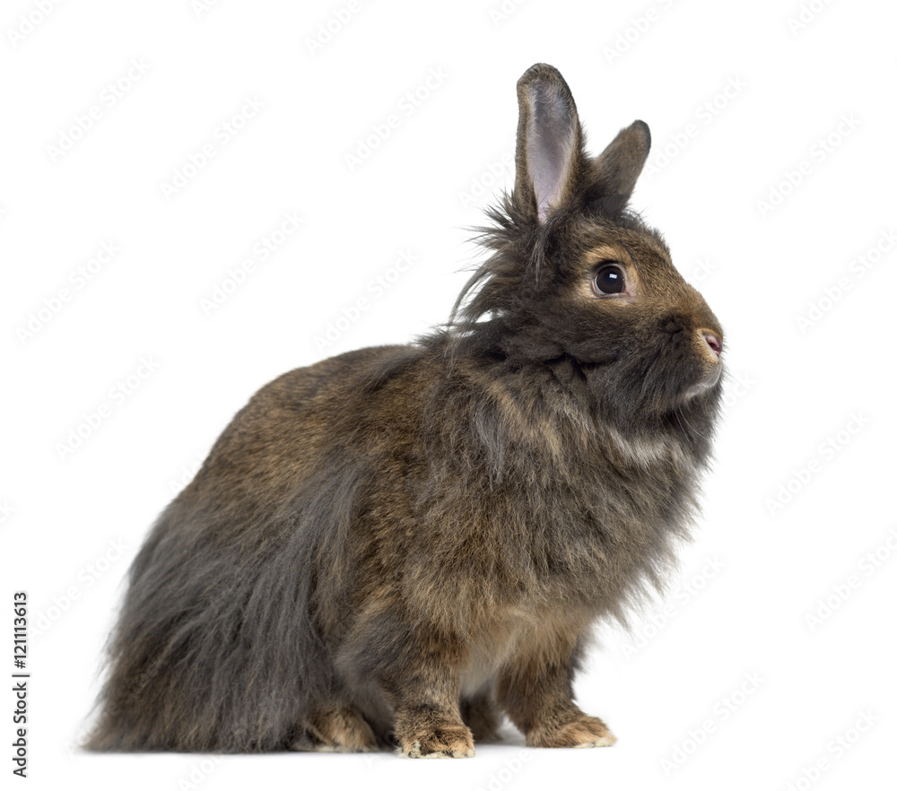 Side view of Mini Lop Rabbit isolated on white Side view of Mini Lop Rabbit isolated on white