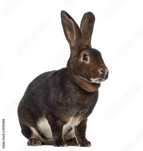 Rex Rabbit isolated on white © Eric Isselée