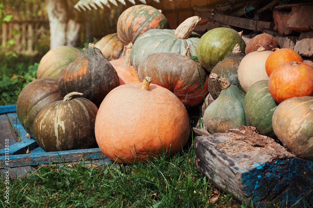 Harvest of different pumpkins in countryside, vintage style and rustic background. Can be used as halloween theme or autumnal vegetable market.