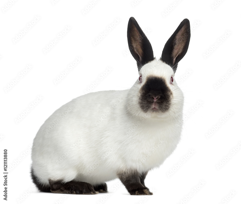 Side view of Russian rabbit isolated on white Side view of Russian rabbit isolated on white