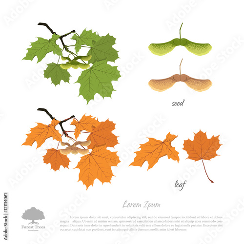 Branch , seeds and leaves of maple. Autumn and summer maple