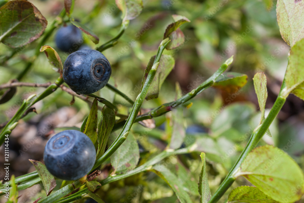 The forest Bush of ripe blueberry. Close-up The forest Bush of ripe blueberry. Close-up