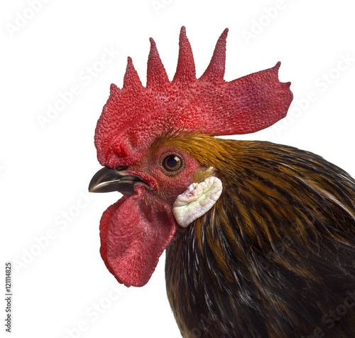 Close-up of a Bassette rooster isolated on white photo