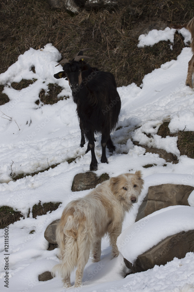 Naklejka premium Goats