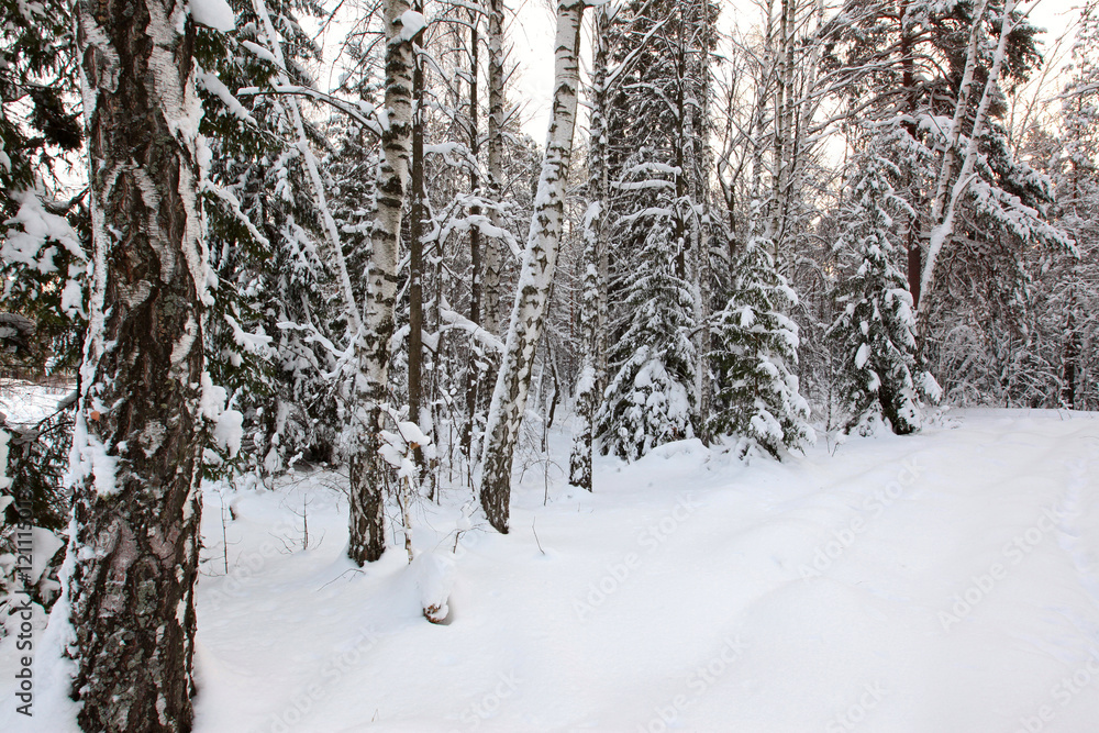 Winter Pine Forest Winter Pine Forest