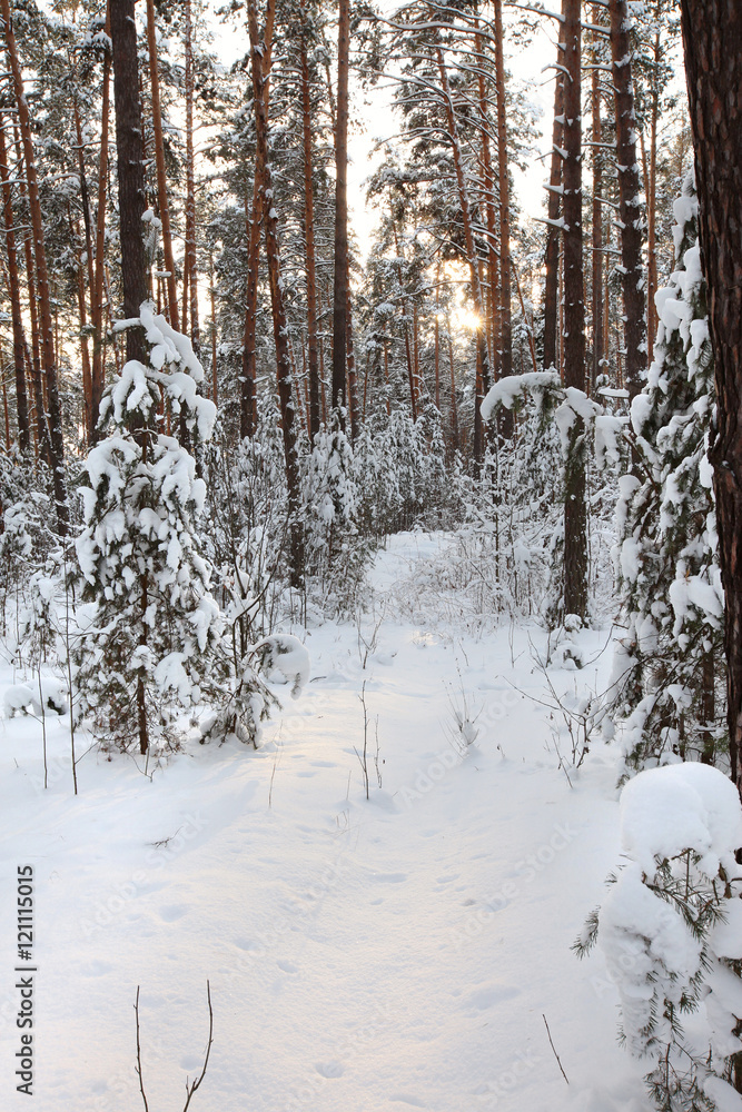 Fototapeta premium Winter Pine Forest