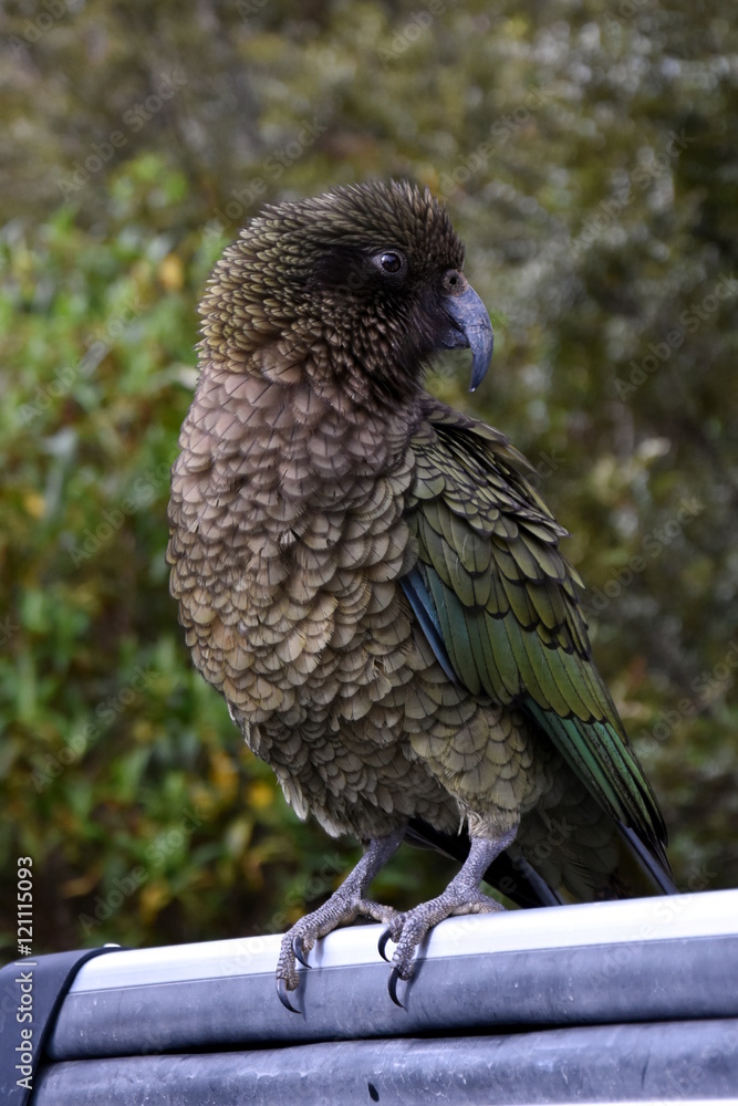 Obraz premium Kea parrot portrait (Nestor notabilis). It's the world's only alpine parrot live in forested and alpine regions of the South Island of New Zealand.