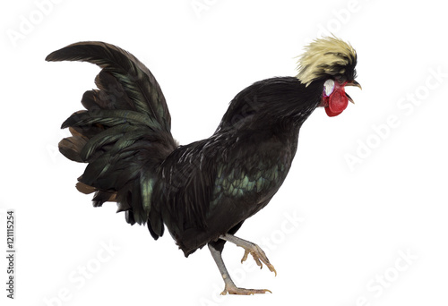 Polish Rooster crowing isolated on white