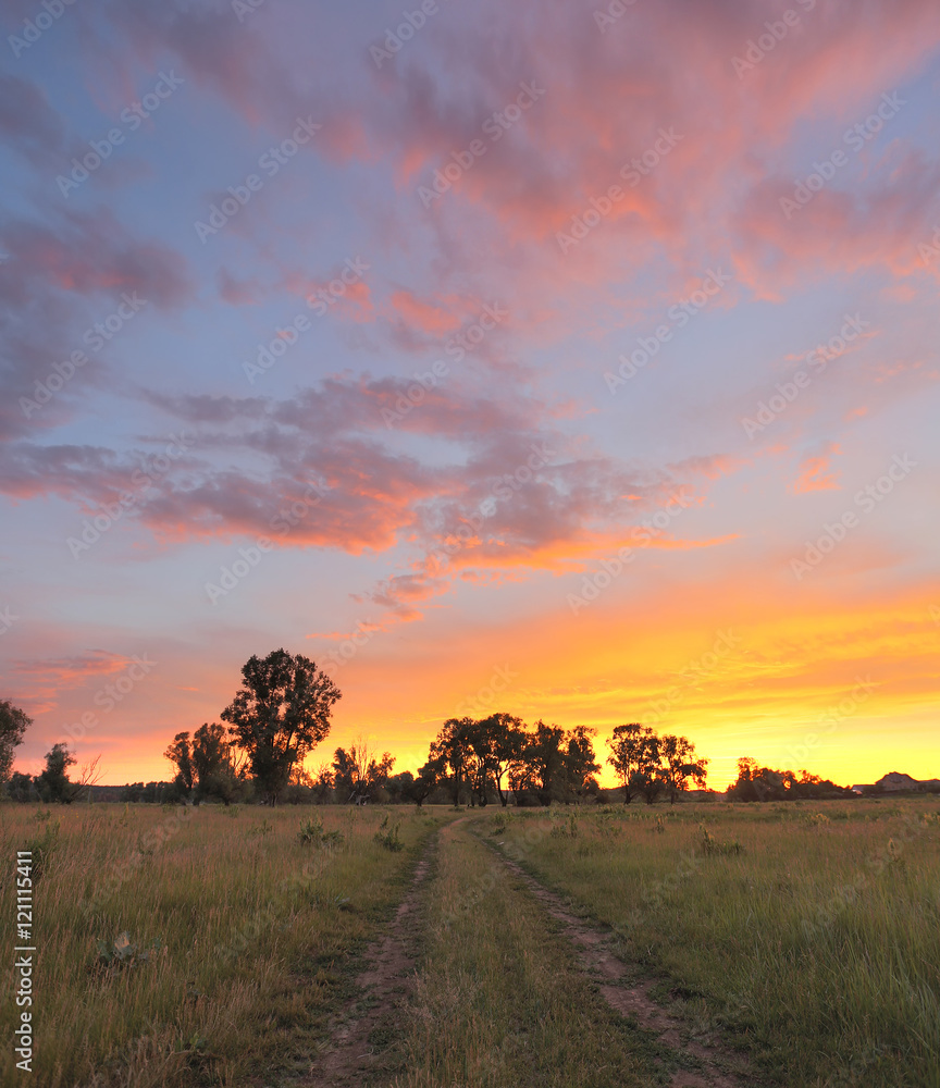 Fototapeta premium sunset over the oak grove