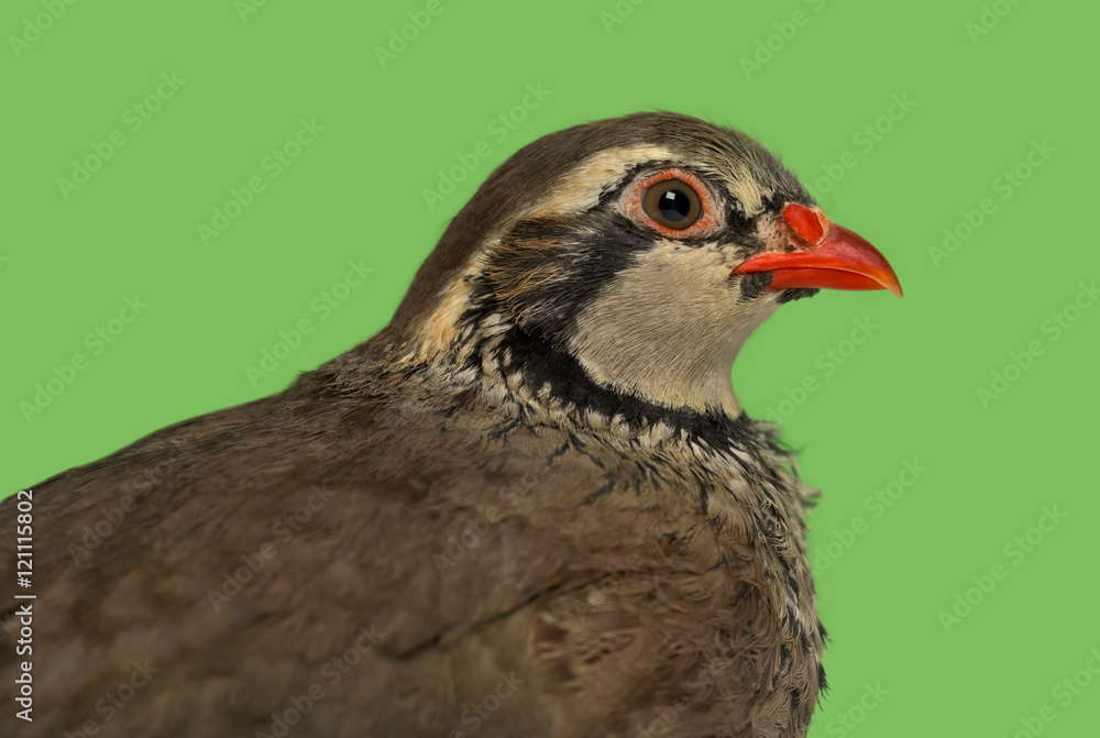 Close-up of a Red-legged partridge against green background Close-up of a Red-legged partridge against green background
