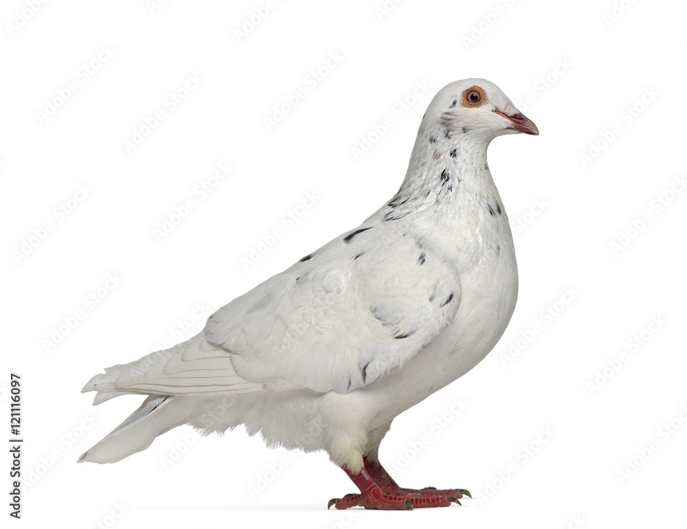 Side view of a Texan pigeon isolated on white Side view of a Texan pigeon isolated on white