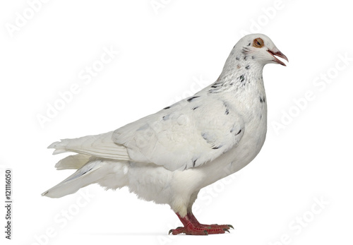 Side view of a Texan pigeon cooing isolated on white