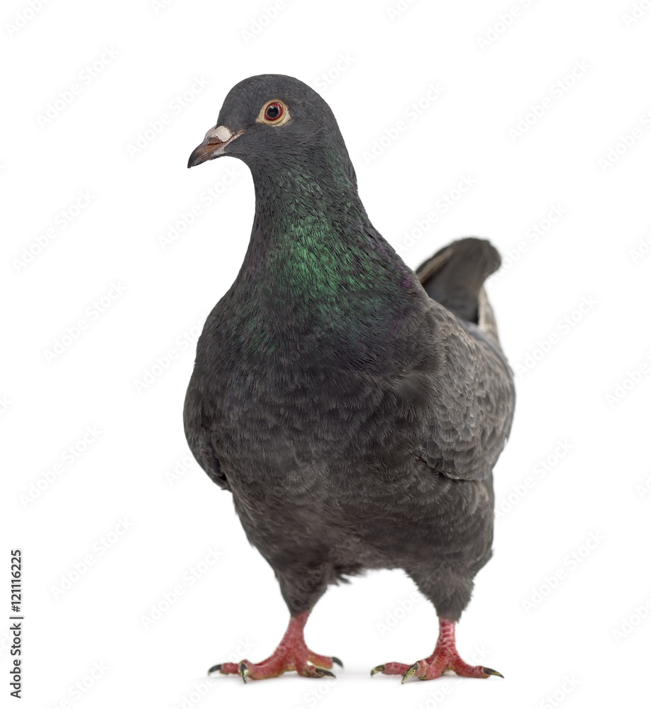 Fototapeta premium Front view of a fancy pigeon isolated on white
