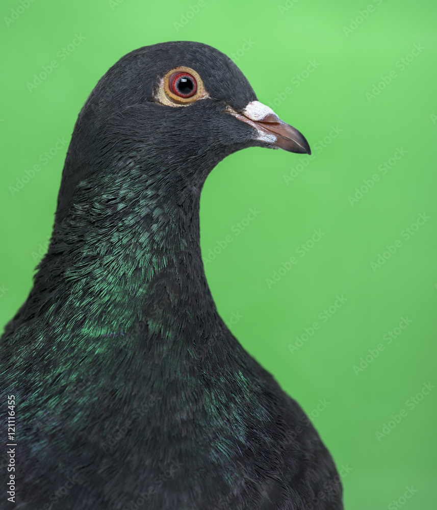 Close-up of a Pigeon against green background Close-up of a Pigeon against green background