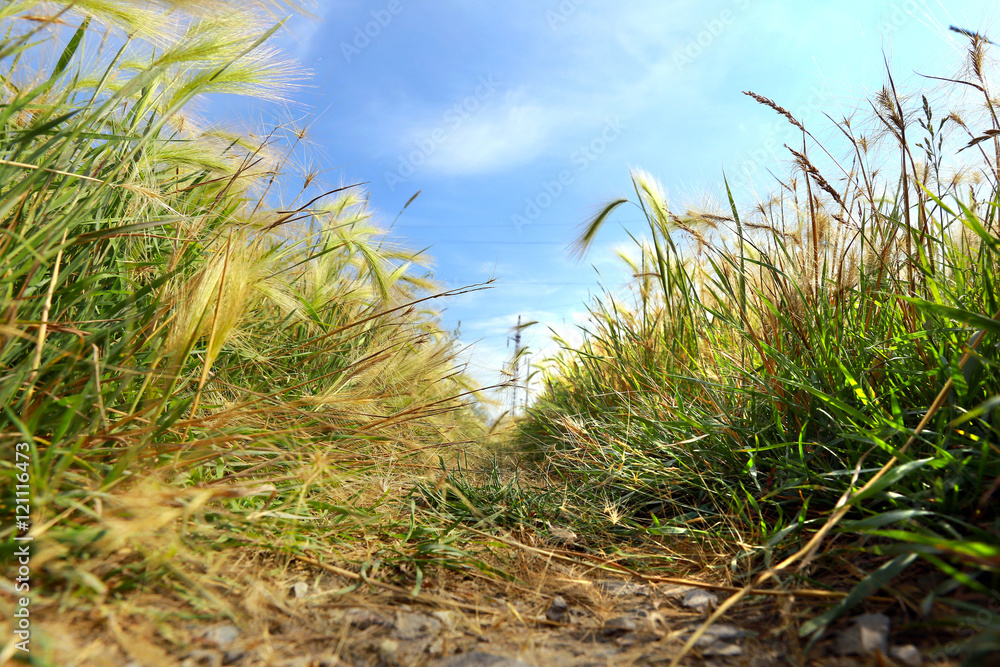 mat grass mat grass