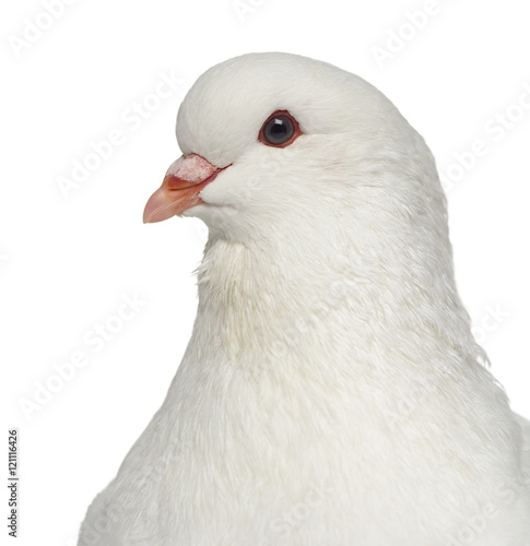 Close-up of a White King Pigeon isolated on white
