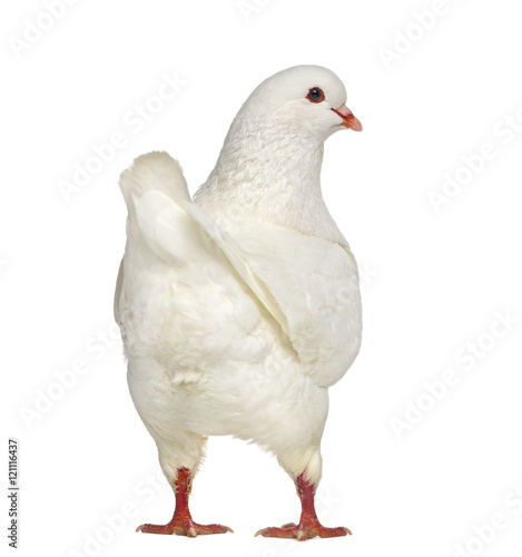 Rear view of a White King Pigeon isolated on white