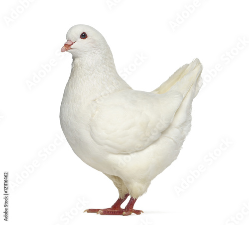 Side view of a White King Pigeon isolated on white
