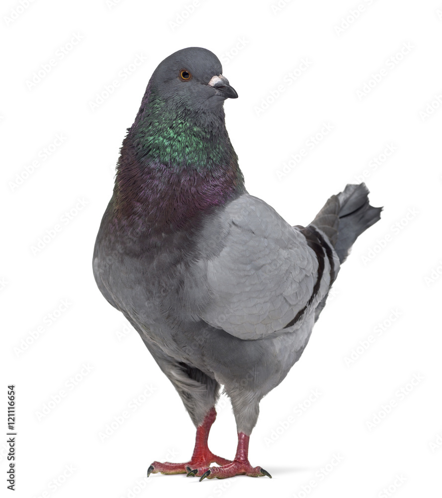 Obraz premium Side view of a King pigeon questioning isolated on white