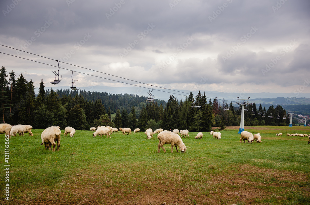 Obraz premium Owce na pastwisku 