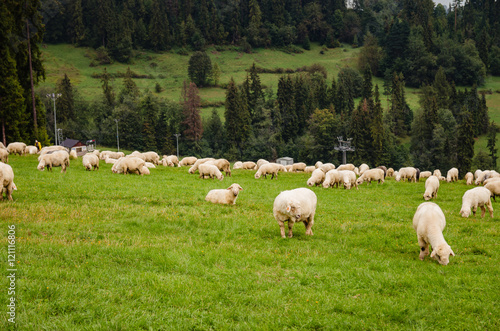 Owce na pastwisku 