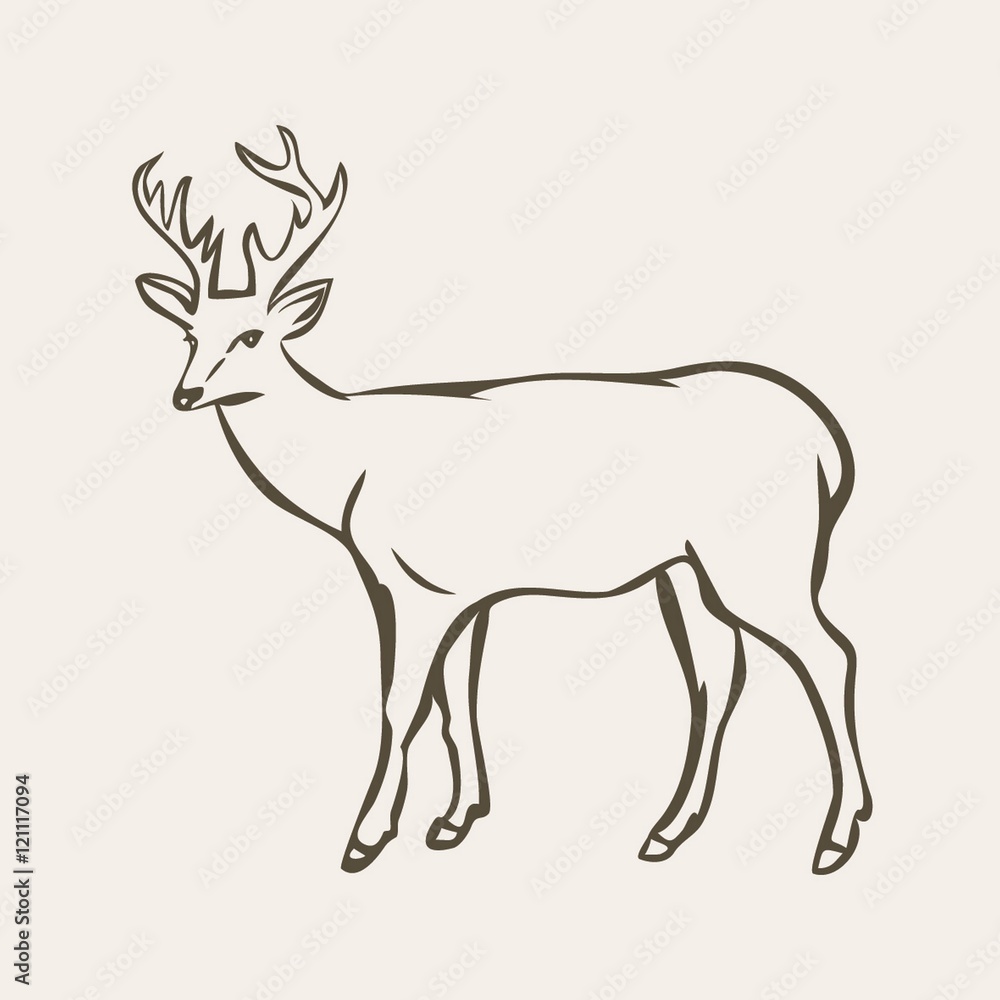 Deer illustration vector