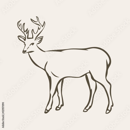 Deer illustration vector