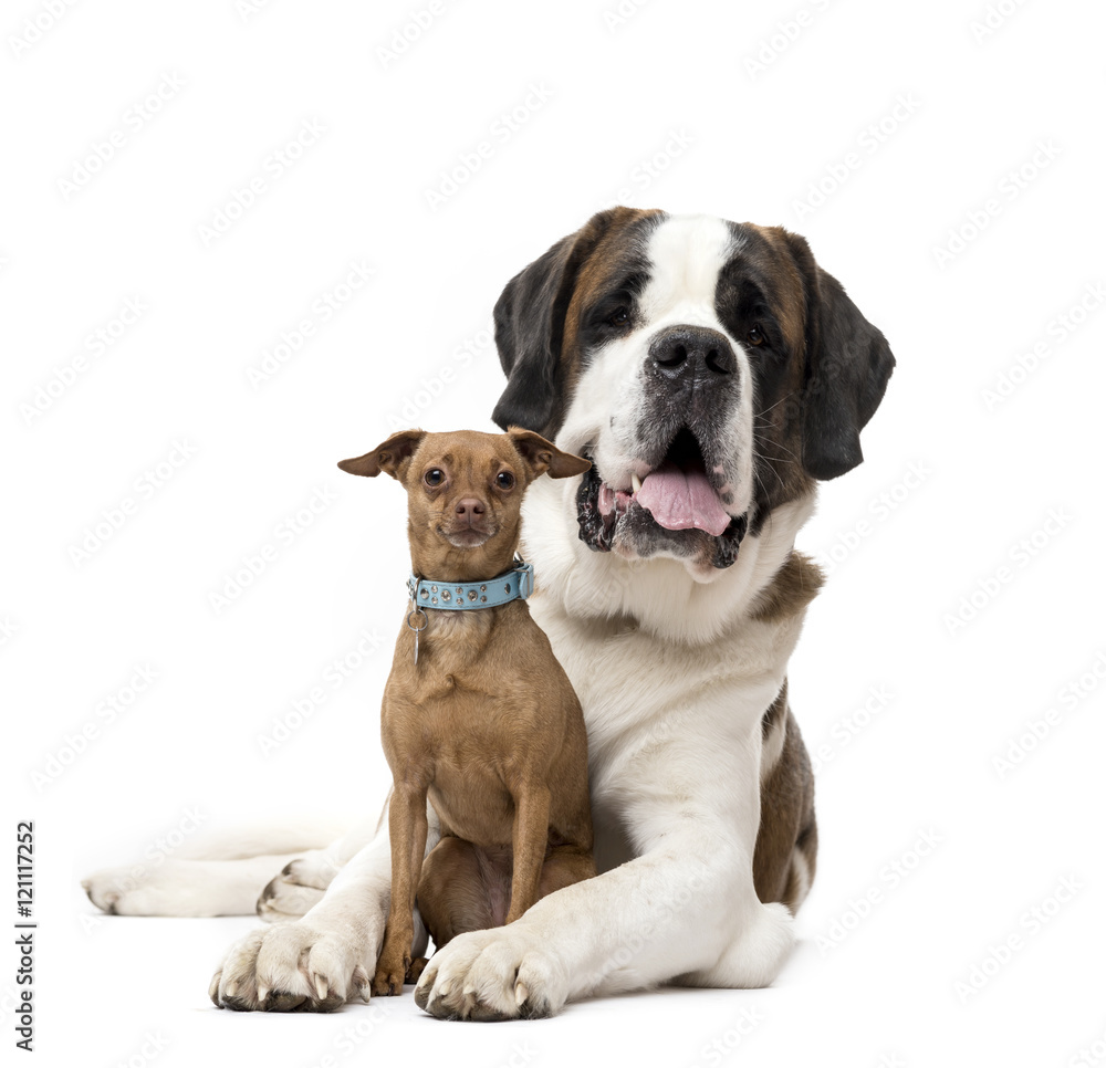 St. Bernard and Miniature Pinscher staring isolated on white