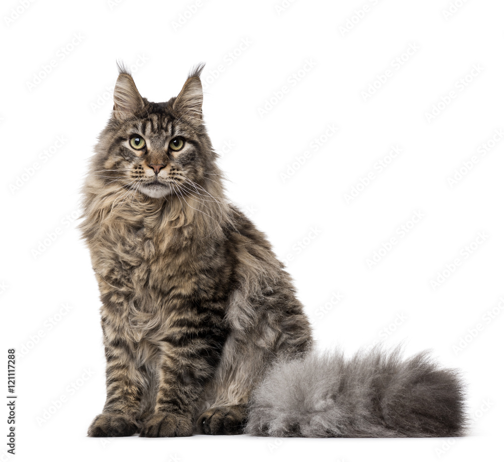 Side view of a Maine coon sitting isolated on white