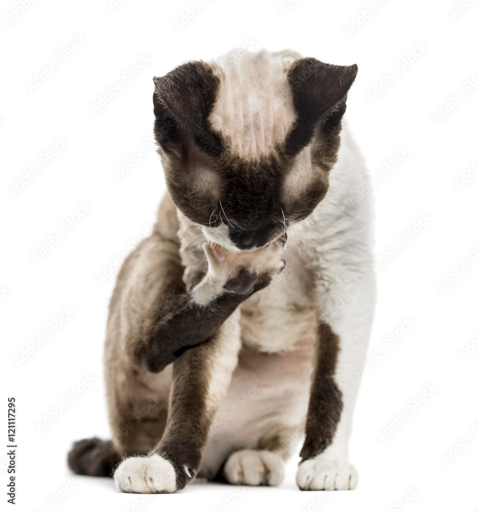 Obraz premium Devon rex grooming himself isolated on white