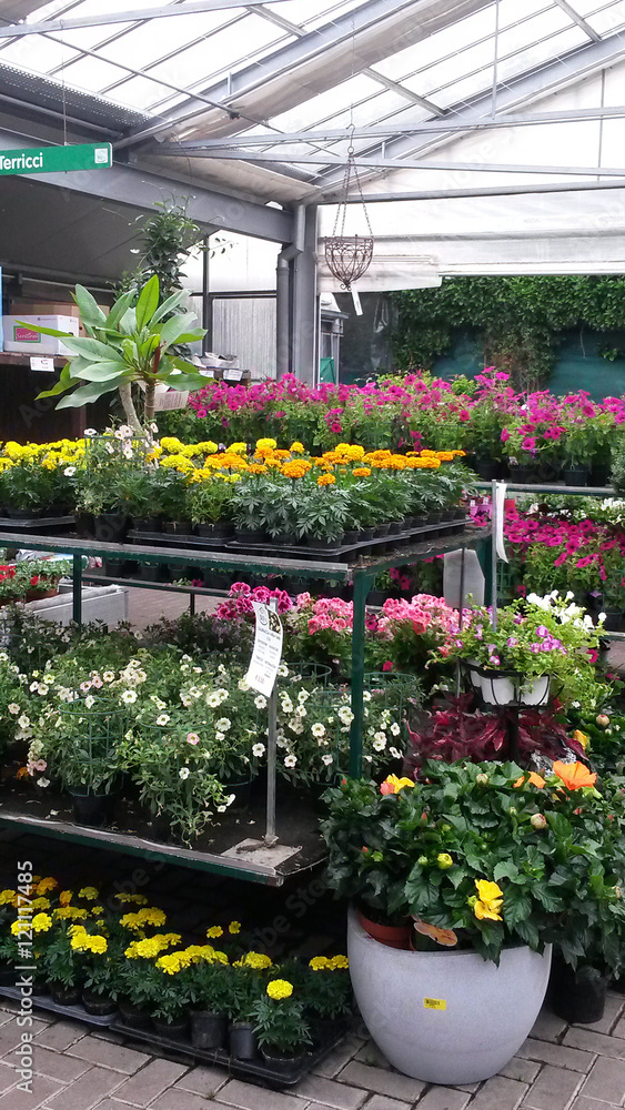 Variedad de flores y plantas en un vivero,tienda jardinería y floristeria.