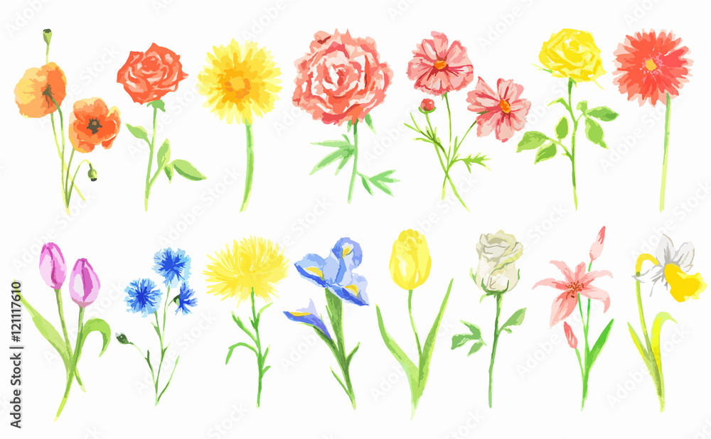 Watercolor flowers set. Beautiful fresh flowers on white background. Rose, tulip and more. Vintage art for decoration. Watercolor flowers set. Beautiful fresh flowers on white background. Rose, tulip and more. Vintage art for decoration.