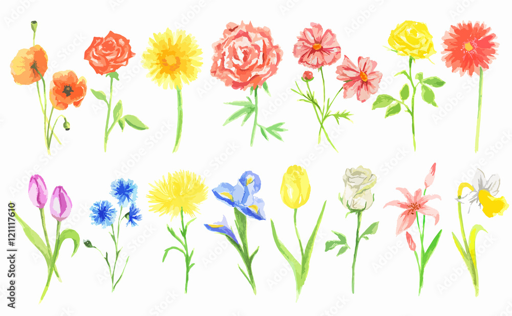 Watercolor flowers set. Beautiful fresh flowers on white background. Rose, tulip and more. Vintage art for decoration.