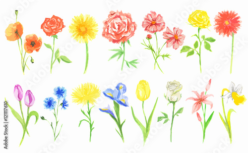 Watercolor flowers set. Beautiful fresh flowers on white background. Rose, tulip and more. Vintage art for decoration.