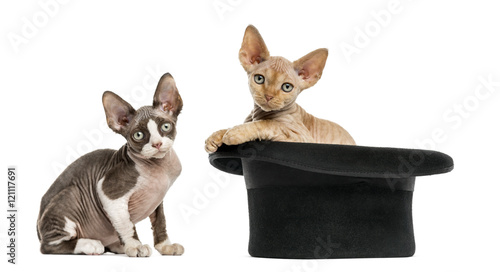 Devon rex getting out of a hat isolated on white