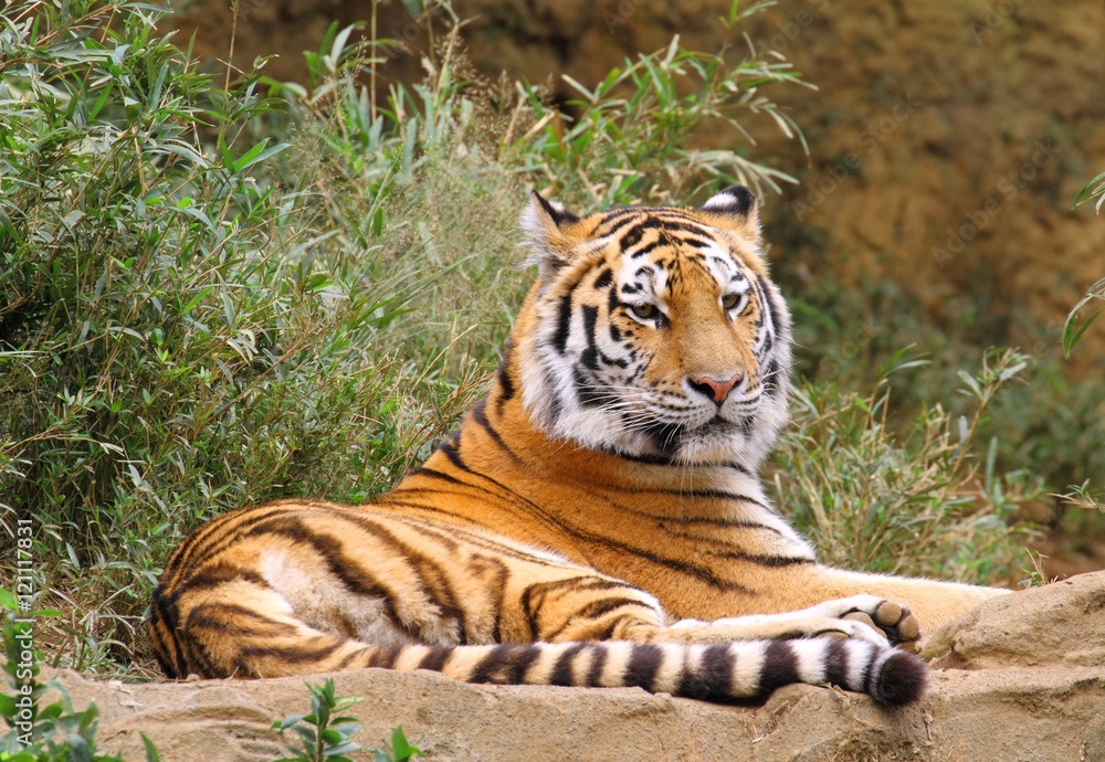 Siberian Tiger (Panthera tigris altaica) Siberian Tiger (Panthera tigris altaica)