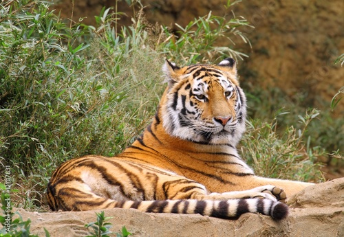 Siberian Tiger  Panthera tigris altaica 