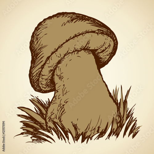 Cep on forest glade. Vector drawing