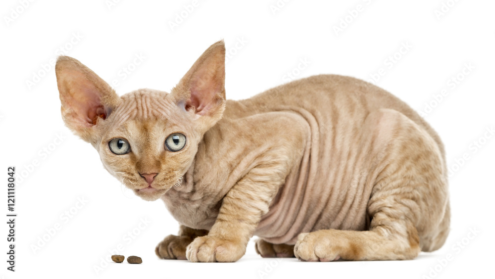 Side view of a Devon rex eating isolated on white Side view of a Devon rex eating isolated on white