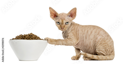 Devon rex eating from a white bowl isolated on white photo