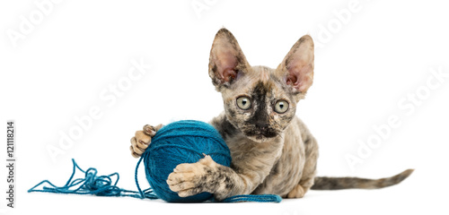 Foto Devon rex playing with a wool ball isolated on white