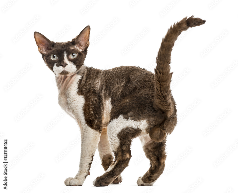 Rear view of a Devon rex cat isolated on white