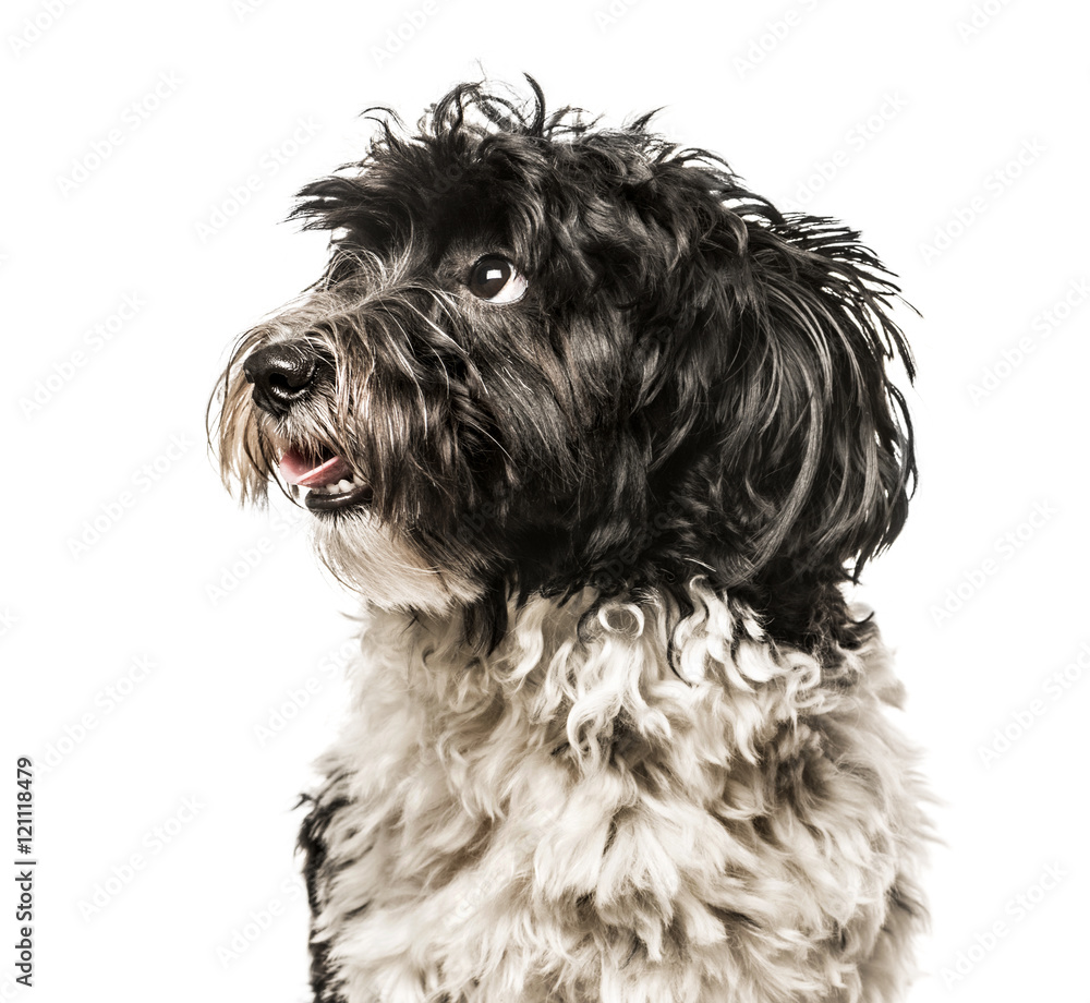 Close-up of Havanese looking away from camera Close-up of Havanese looking away from camera