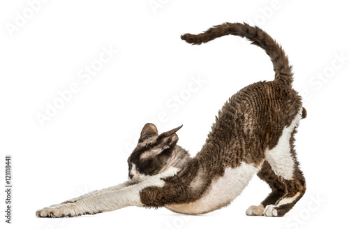 Fototapeta Naklejka Na Ścianę i Meble -  Front view of a Devon rex stretching isolated on white