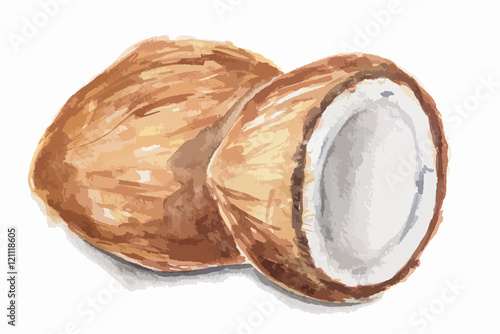 Isolated watercolor coconut on white background. Sweet and nice nut with milk and oil.