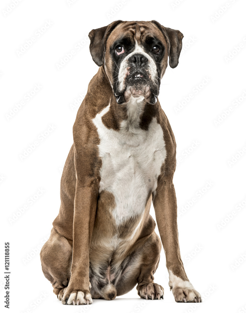 Boxer, 4 years old, sitting on white background Boxer, 4 years old, sitting on white background