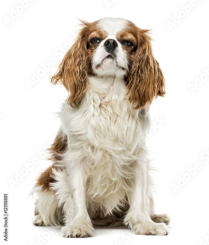 Canvas Print Cavalier King Charles Spaniel sitting, isolated on white