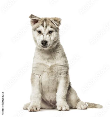 Siberian Husky Puppy sitting, 2 months old, isolated on white